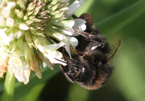 Bombus soroeensis soroeensis
